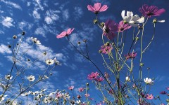 Desktop image. Flowers. ID:4663