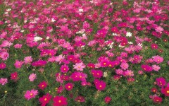 Desktop image. Flowers. ID:4664