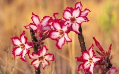 Desktop image. Flowers. ID:4665