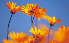 Desktop image. Flowers. ID:4666