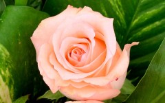 Desktop image. Flowers. ID:4667