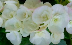 Desktop image. Flowers. ID:4668