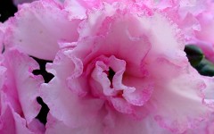 Desktop image. Flowers. ID:4669