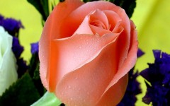 Desktop image. Flowers. ID:4670