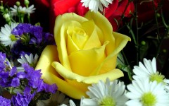 Desktop image. Flowers. ID:4672