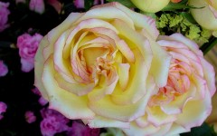 Desktop image. Flowers. ID:4673
