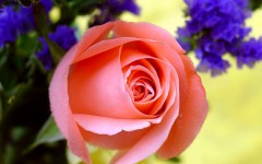 Desktop image. Flowers. ID:4674
