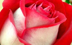 Desktop image. Flowers. ID:4675