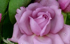 Desktop image. Flowers. ID:4676