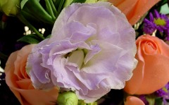 Desktop image. Flowers. ID:4678