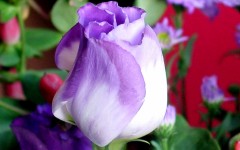Desktop image. Flowers. ID:4679