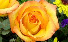 Desktop image. Flowers. ID:4680
