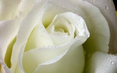Desktop image. Flowers. ID:4681