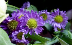 Desktop image. Flowers. ID:4682