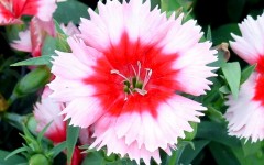 Desktop image. Flowers. ID:4684