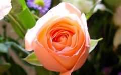Desktop image. Flowers. ID:4688