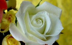 Desktop image. Flowers. ID:4690