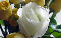 Desktop image. Flowers. ID:4691