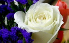 Desktop image. Flowers. ID:4693