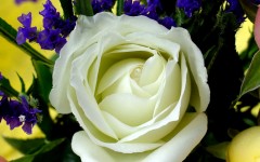Desktop image. Flowers. ID:4694