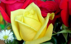 Desktop image. Flowers. ID:4695