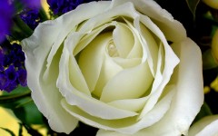 Desktop image. Flowers. ID:4696