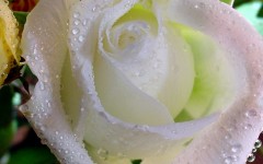 Desktop image. Flowers. ID:4699