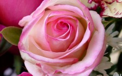 Desktop image. Flowers. ID:4700