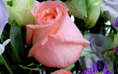 Desktop image. Flowers. ID:4701