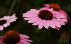 Desktop image. Flowers. ID:4704