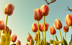 Desktop image. Flowers. ID:4706