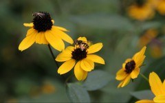 Desktop image. Flowers. ID:4707