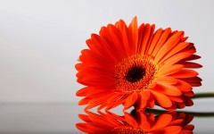 Desktop image. Flowers. ID:4708