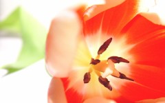 Desktop image. Flowers. ID:4710
