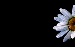 Desktop image. Flowers. ID:4711