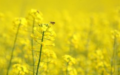 Desktop image. Flowers. ID:4713