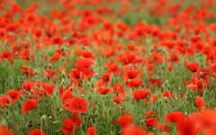 Desktop image. Flowers. ID:4714