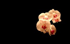 Desktop image. Flowers. ID:4715
