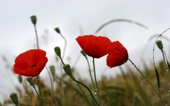 Desktop image. Flowers. ID:4716