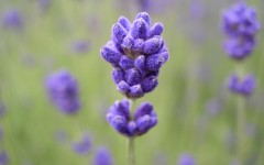 Desktop image. Flowers. ID:4717