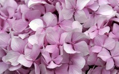Desktop image. Flowers. ID:4720