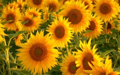 Desktop image. Flowers. ID:4721