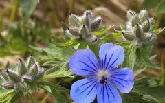 Desktop image. Flowers. ID:4724