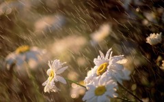 Desktop image. Flowers. ID:4726