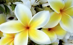 Desktop image. Flowers. ID:4728