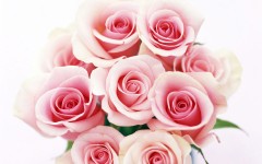 Desktop image. Flowers. ID:4730