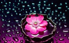 Desktop image. Flowers. ID:4733