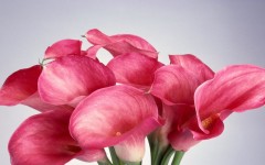 Desktop image. Flowers. ID:4735
