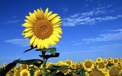 Desktop image. Flowers. ID:4736