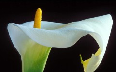 Desktop image. Flowers. ID:4737
